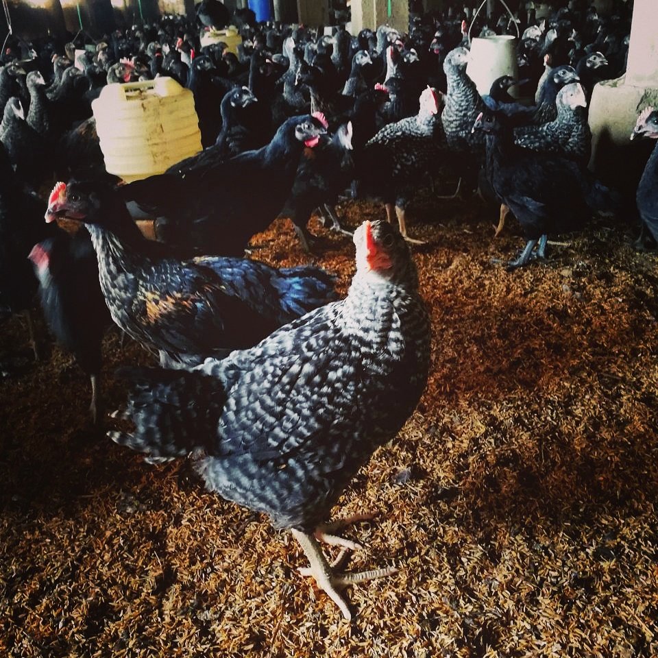 Did u know, Healthy rearing with proper Bio-security &amp; nutrition makes a big impact in production cycle 🐣🐔😊
#GoldenEggsCo #natural #Poultry #farming #research