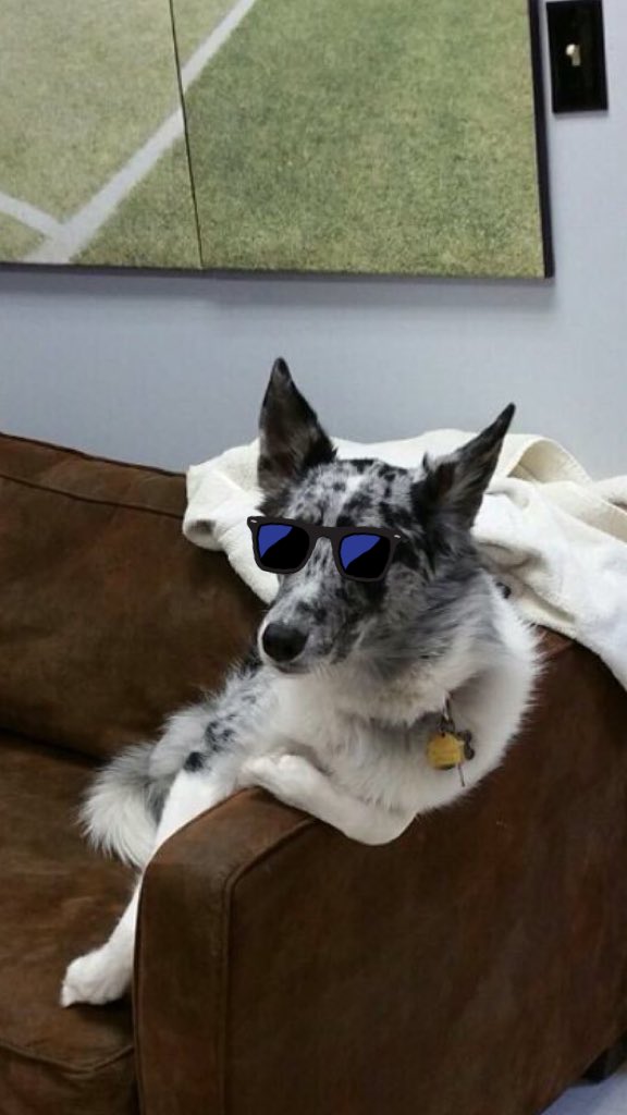 Thanks for all the birthday love today! Age is just a number though #amiright #casualdog