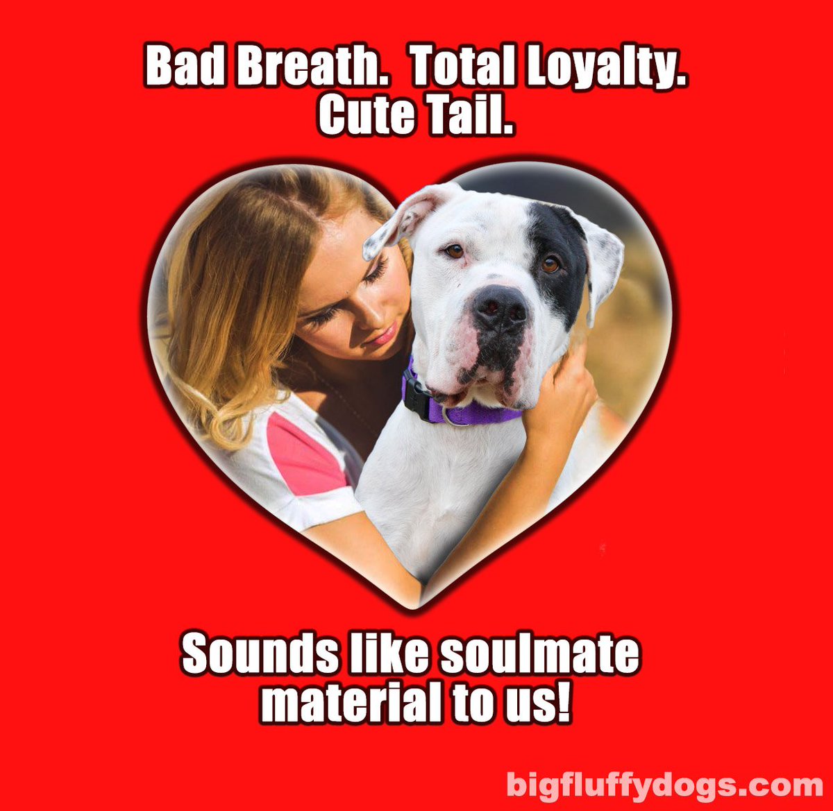 bigfluffydogs's tweet photo. Happy Valentine's Day to everyone out there with a fluffy soulmate. #cheapdate #morewineforme #ilovemydog https://t.co/ZJoW3ebcY0