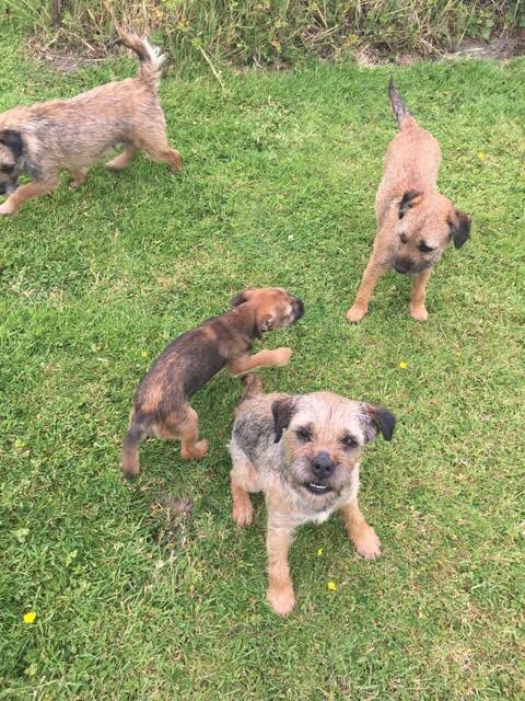 #STOLEN MAKE THESE LOVELY BABIES #toohottohandle 
#findBerryIvyandErin #BorderTerriers 
🛑ALL THREE STOLEN🛑
14/2/18 from their happy home 🏡 #Oldfields #MARKETDRAYTON #shropshire #TF9 
BERRY 3yrs IVY 1yr & ERIN 4mths 🐾💔🐾
brindle/ALL #chipped 

poor little dogs HOW CRUEL