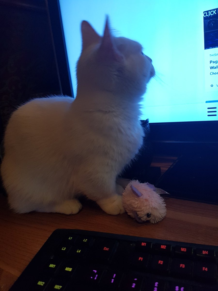 Starlet_Blossom's tweet photo. Live. Come meet our new family member. Our white munchkin kitty 
https://t.co/yU2ZB6S9ST https://t.co/HpAZlc0RpQ