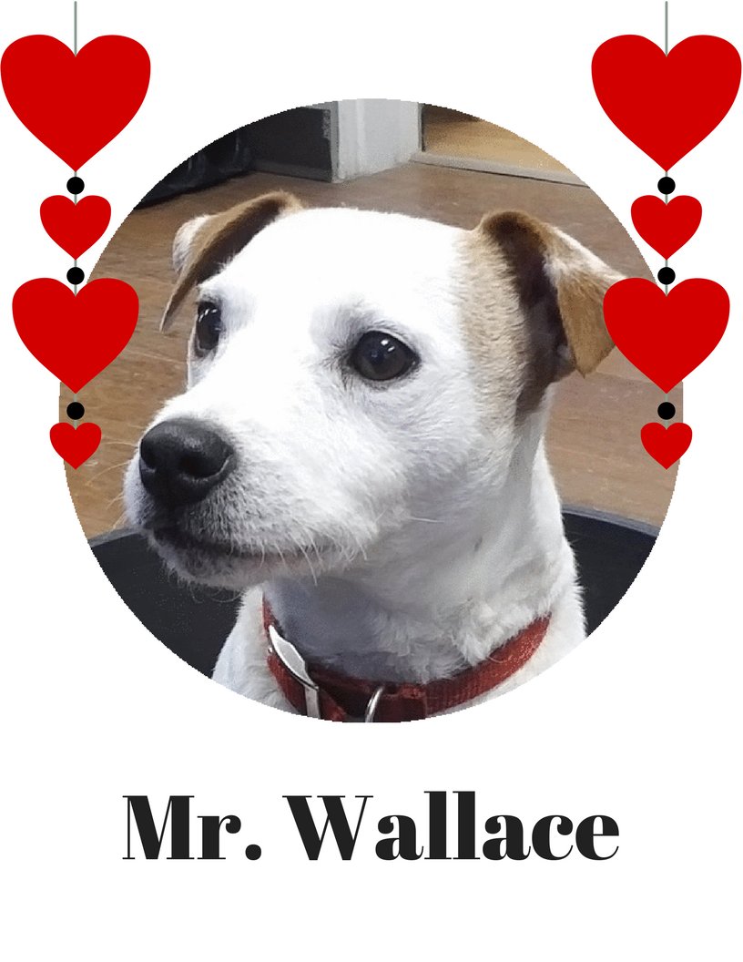 CYGrowers's tweet photo. To: Everyone, Happy Valentines Day, From: Mr. Wallace #wallace #cygrowers #valentinesday #willyoubemyvalentine https://t.co/4ox96kxsME