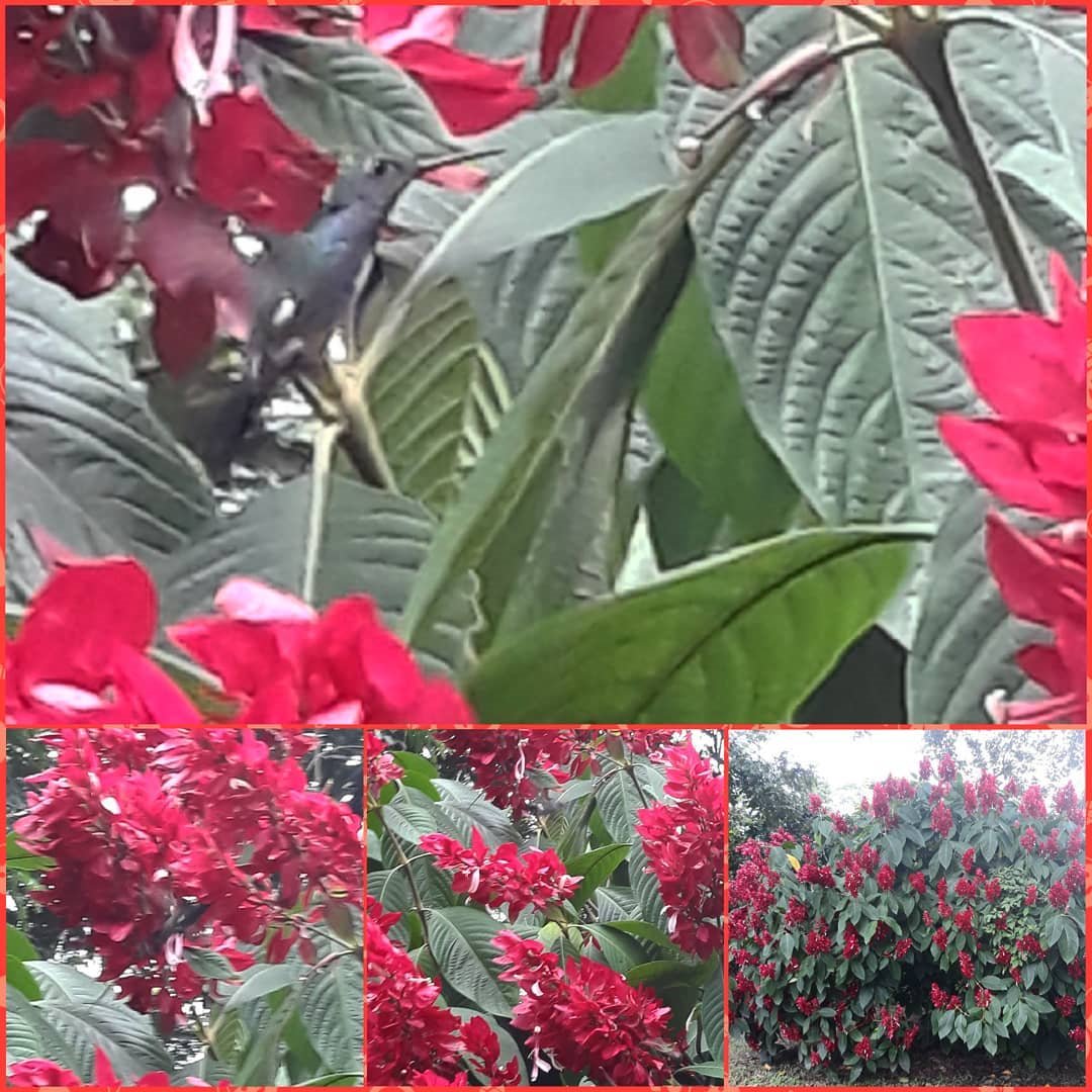 miraac23's tweet photo. Minha caminhada hoje foi cheia de boas surpresas. garça (flagrei o momento q ela pega um peixinho)I beija-flor e lindas flores #Acre #Natureza #aves #flores #ObrasDeDEUS https://t.co/KovZcR48fj