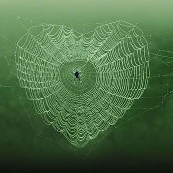 LoveTarantulas's tweet photo. Happy #ValentinesDay #LoveTarantulas https://t.co/FnuWd4Q8Jg