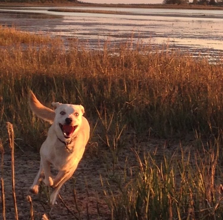 To join in on the #iheartestuaries fun - I give you Tilly, my very good dog, enjoying the brackish marshes of Florida’s Big Bend #marshmadness