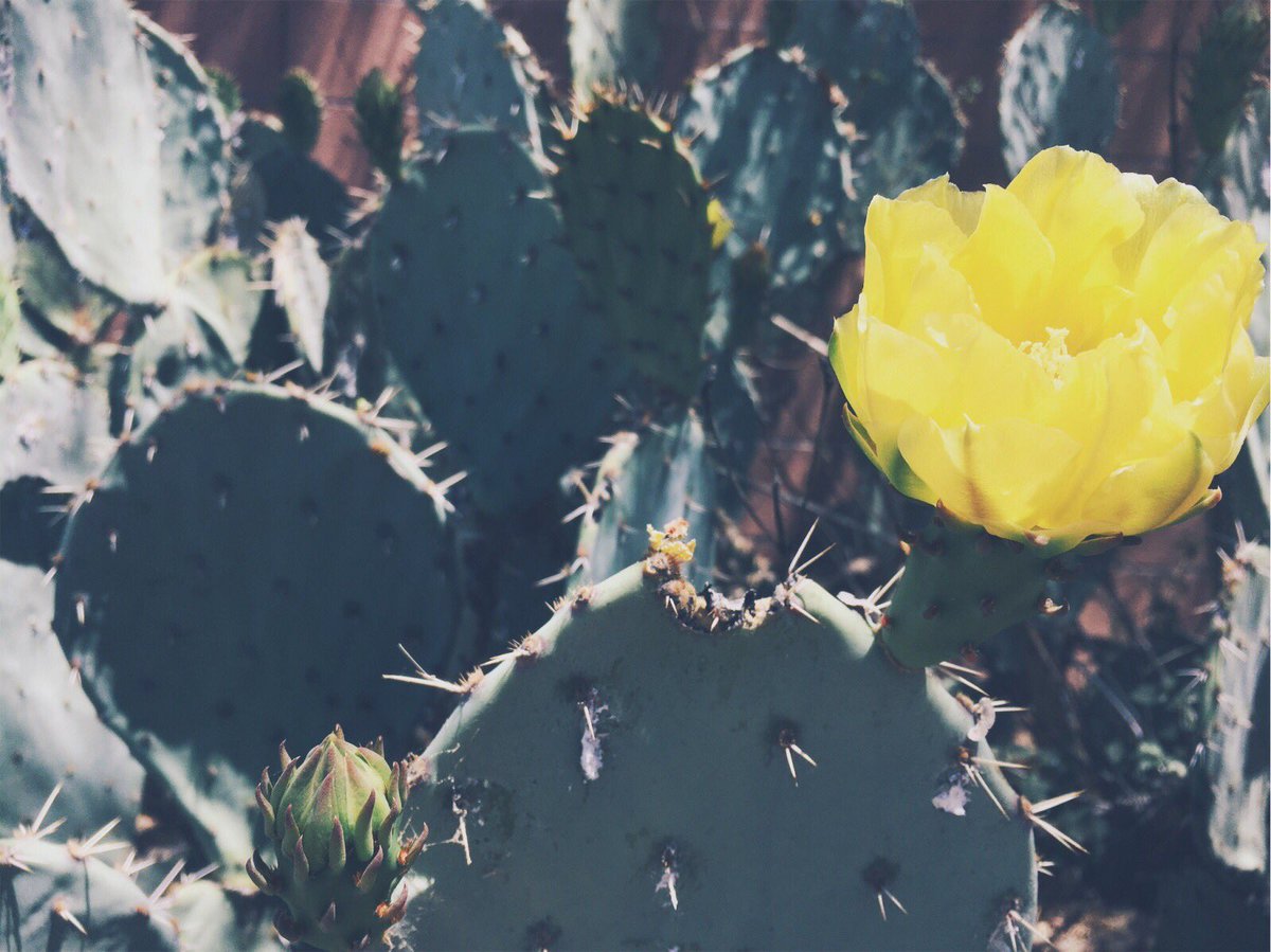 isabel_lanee's tweet photo. Happy Birthday Arizona.🌵☁️ #foreverhome https://t.co/WlxUXbJ3u3