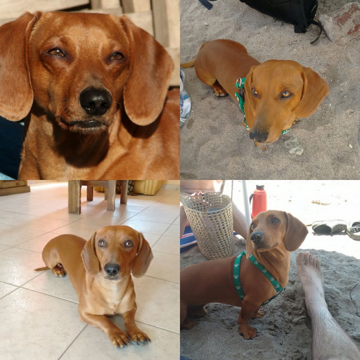 Esta es nuestra mascota: es un salchicha, se llama Creeper (El Señor Giménez). Se lo llevó un chico de la puerta de mi casa, esta tarde. Agradeceré cualquier dato. Estamos muy tristes. Muchas gracias.