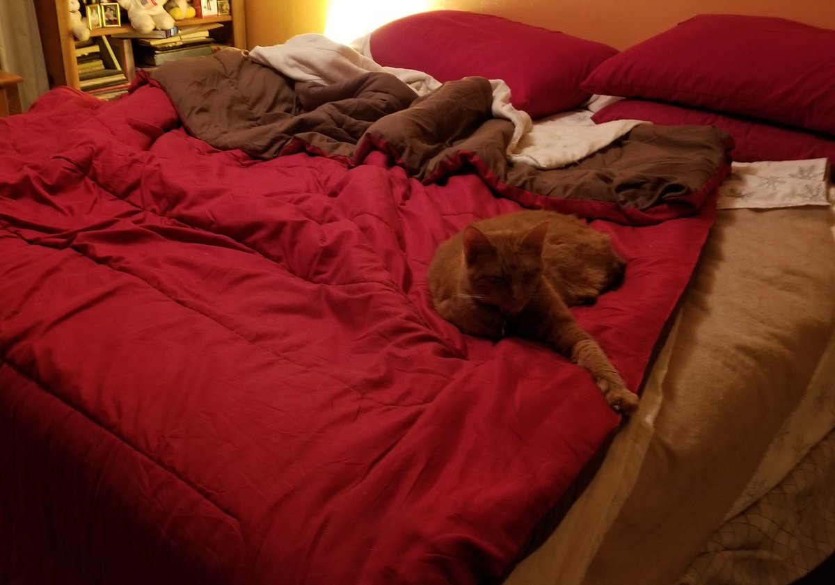 sheryl_monk's tweet photo. Sad news in #KittyGames today as Bubba did not even qualify in Bed Making! He claims he trained...his Mom says otherwise! @PhoenixWillow @KWierso 😿🙀 https://t.co/5zFNpJe6mn