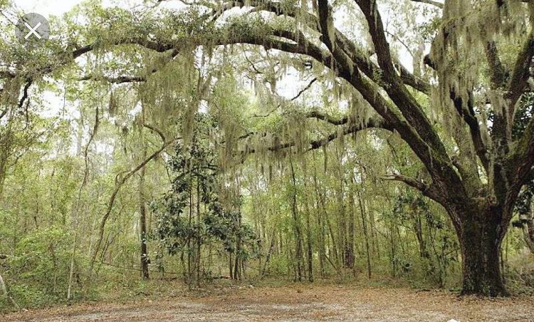 shweta_kumarr's tweet photo. #tmot23 the first chapter mentions oaks with branches hanging with moss. This is very common in the south and the moss is known as spanish moss. It has sort of a ghost like appearance and often contributes to the southern gothic feel. https://t.co/uPrMG2B5OC