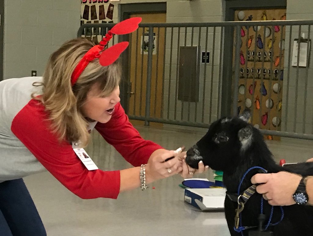 SBlanchard_43's tweet photo. Kissing a goat for the American Heart Association! Gotta love my students who donated money. #msawestisthebest https://t.co/toQwjuNBLg