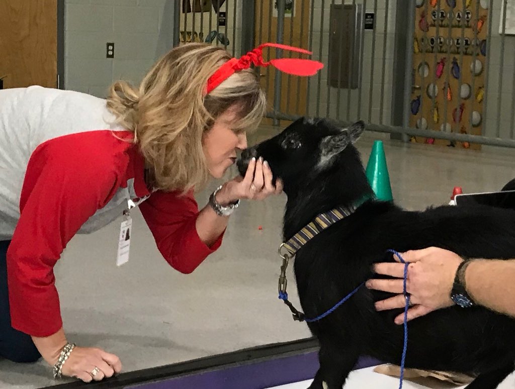 SBlanchard_43's tweet photo. Kissing a goat for the American Heart Association! Gotta love my students who donated money. #msawestisthebest https://t.co/toQwjuNBLg