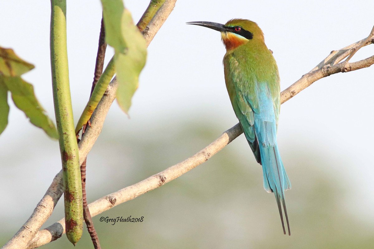 A couple of shots of a Blue-Tailed Bee-Eater at #SuanRotFai, Bangkok. These birds are reliable in their appearance, with up to 8 hawking from a tree near the big lake at the Queen Sirikit end soon after sunrise. <a href="/orientbirdclub/">Oriental Bird Club</a> <a href="/Avibase/">Avibase (Denis Lepage)</a> gregheath.net