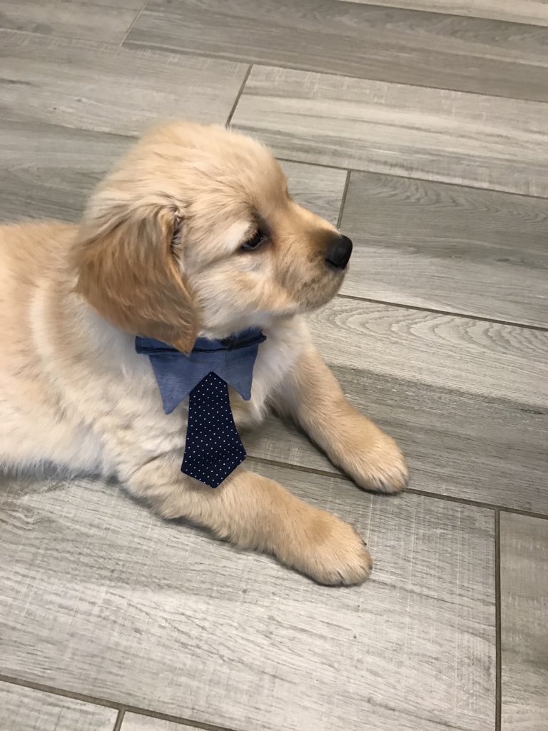 FlatwaterBeef's tweet photo. The latest edition to the Flatwater Beef family! @TheEllenShow #EllenRateMyDog Mr. Otis. https://t.co/Pmeu40amce
