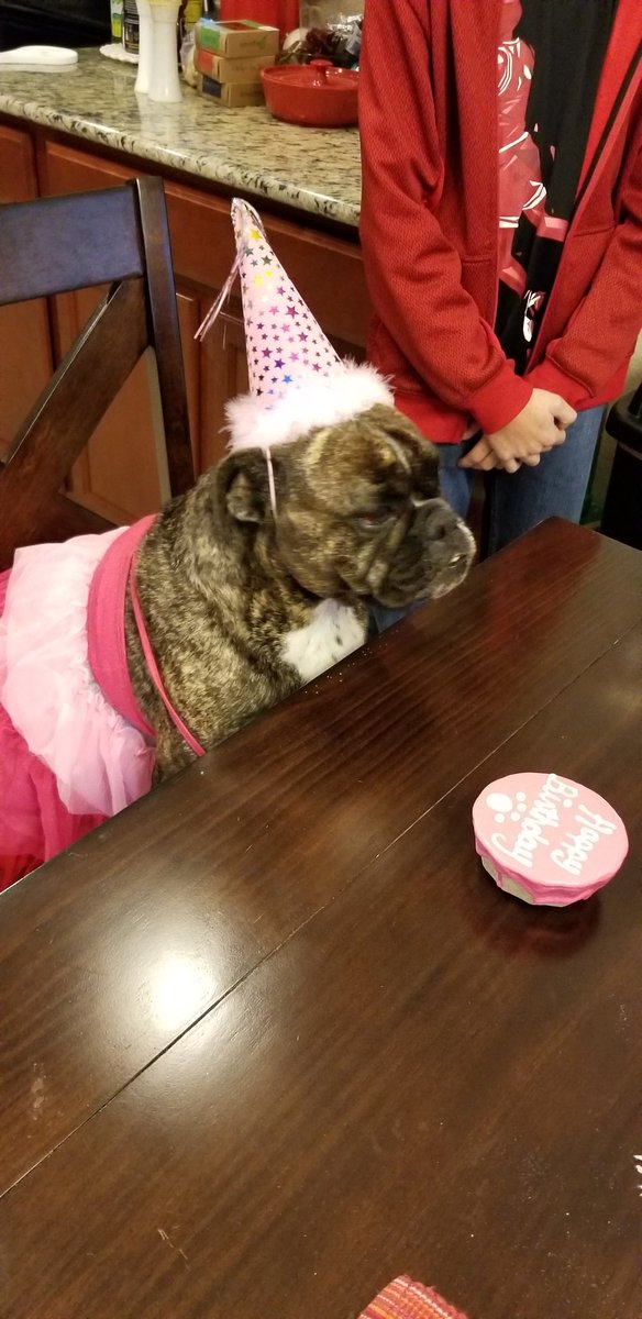 dog birthday hat petco