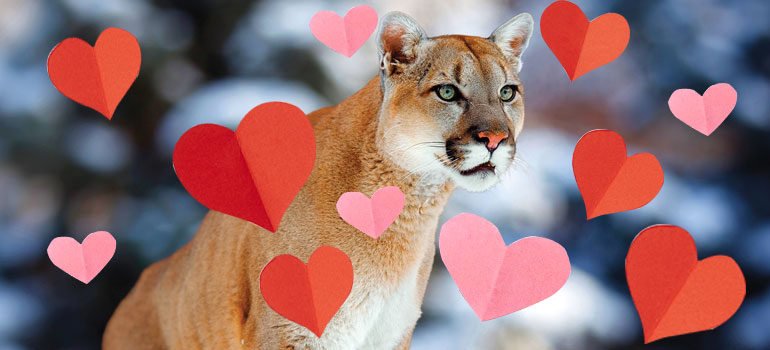 kellyspicers's tweet photo. Thank you @Domtarblueline for a wonderful article.
Show Your Brand Some Love – 6 Reasons to Choose Cougar Paper!
#kellypaper #Domtarblueline #Domtar #Cougar
https://t.co/YGGwZxCfj6 https://t.co/tWvV7ZE6G8