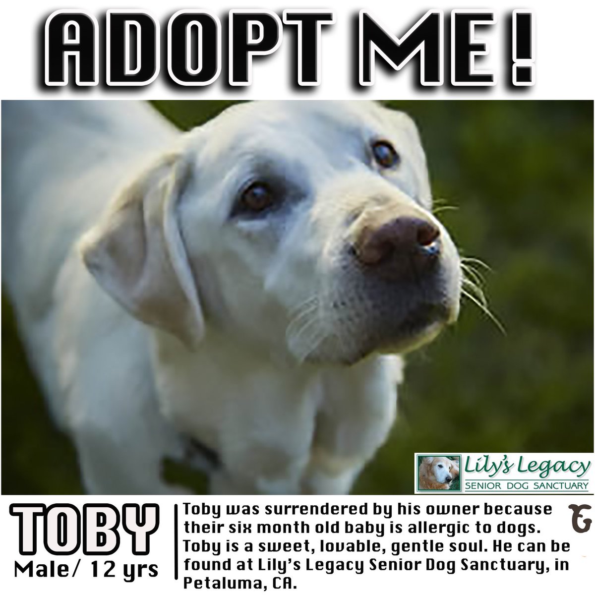 granolabarks's tweet photo. Today’s adoptable doggo is Toby! To find out more about him, visit https://t.co/QryrM454Tu!
#granolabarks #gbarks #shelterdogs #dawg #dawgdogs #resuedogs #local #puppy #santabarbara #california #madeinusa @sb_DAWG @LilysLegacySDS https://t.co/KjmkVIQhwG