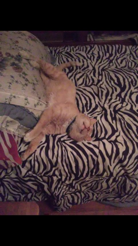 ur_face_is_nice's tweet photo. #brikeysvalentinethe here is also a pic of my kitty https://t.co/ryAghajhYx