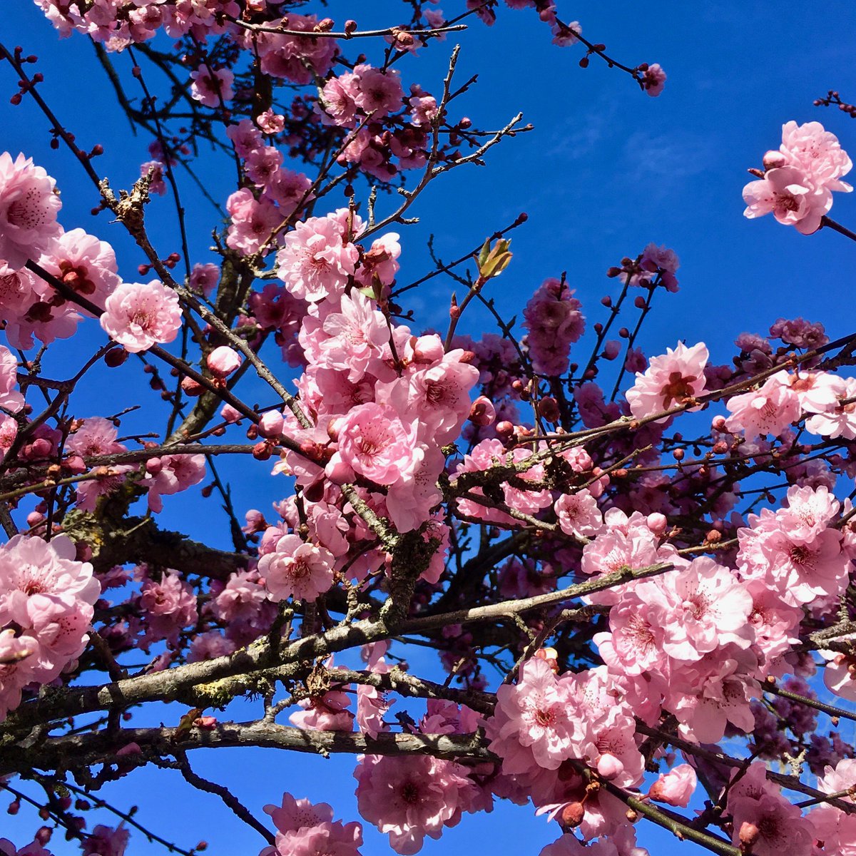 dannymangin's tweet photo. Bud break in Marin County. This photo's from today, but have pretty much the same lead photo (from 2 yrs ago) on my @BinduTrips Marin itineraries. Great Hikes, Sausalito, Perfect Stinson Weekend, and three Marin Headlands tours: https://t.co/WFUSXRRKb8. @MarinCVB #BinduMarin https://t.co/i6uLvsFJR5