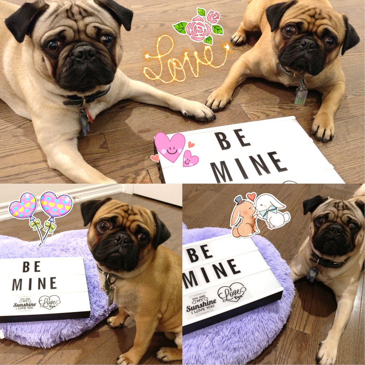 muffin_son's tweet photo. Happy Valentine's day!!! #ValentinesDay #Valentines #bemine #happyvalentinesday2018 https://t.co/14EnfrzMd1