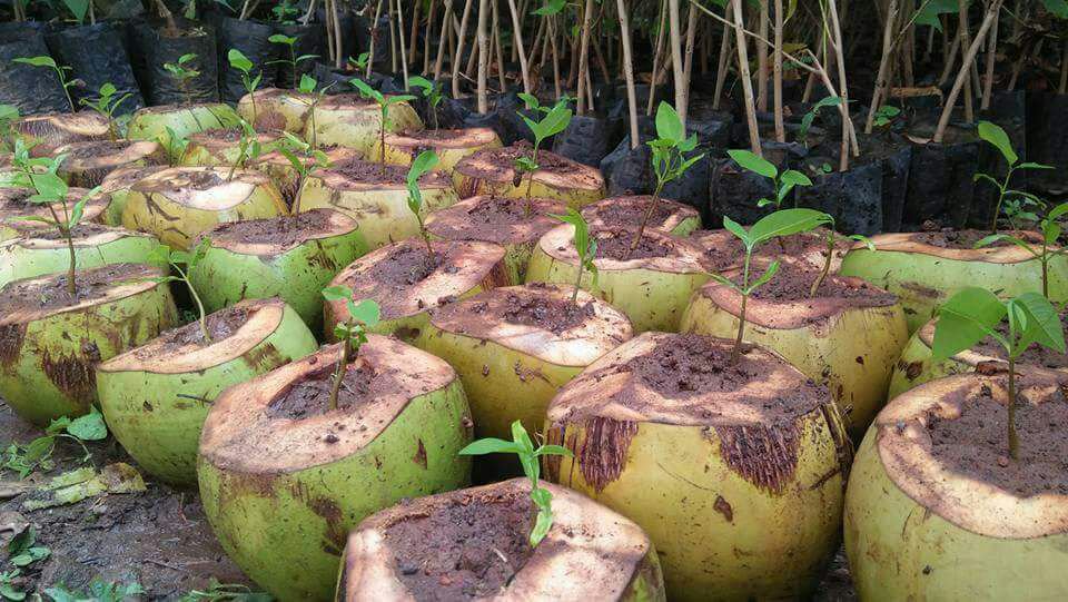 avoid plastic bags to plant saplings and finding a way to dispose tender coconut shells which will decompose naturally....