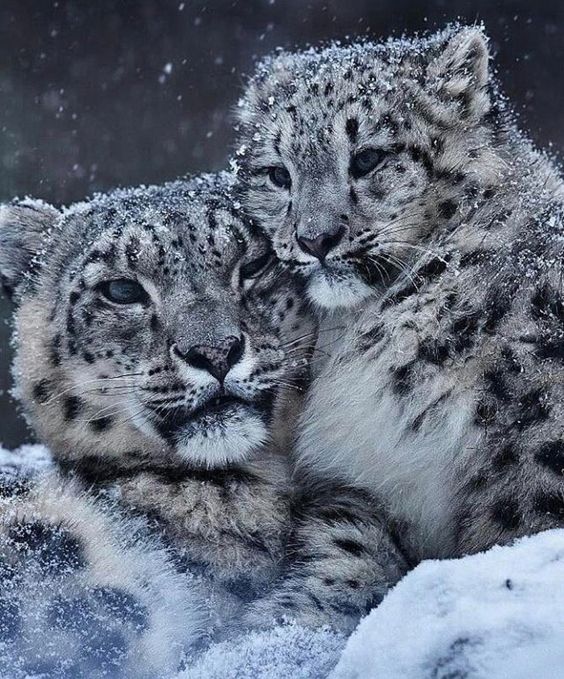 <a href="/mysticwolf14/">Wolfbard ❄️🎄❄️</a> 🍀🐯💕👼 Merci MysticWolf 🐺💝🌹🤗

L' amour , c' est l' espace et le temps rendus sensible au coeur .

🎶🎵😊  youtu.be/VE4-eRkf28E 😀🎧🎶🎵😽😸