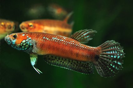 AquariumTalks's tweet photo. This is Betta Gladiator, A #Bettafish endemic to Sabah, Malaysia. Like their name suggest, this #Betta type is a very aggressive species. Very territorial and aggressive species, especially in captivity.
#AquariumTalks #Fish #Pets #BettaFacts #FishTank #TropicalFish https://t.co/fX15yZL6Im