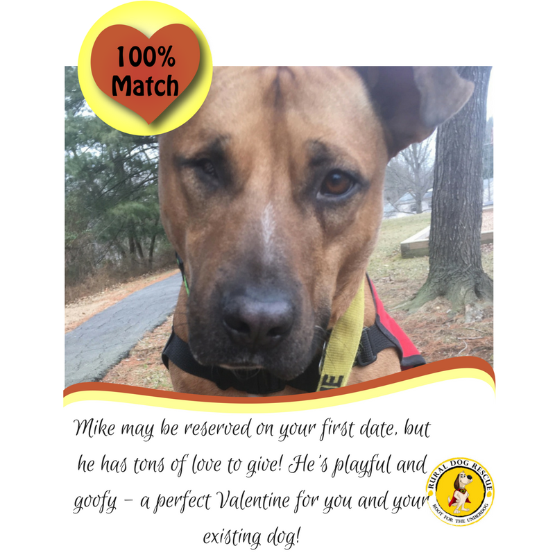 Ruraldogrescue's tweet photo. Choose sweet and special Mike as your #Valentine! #adoptdontshop #dog #loveatfirstwoof #rescue https://t.co/qKzAi4ddqS
