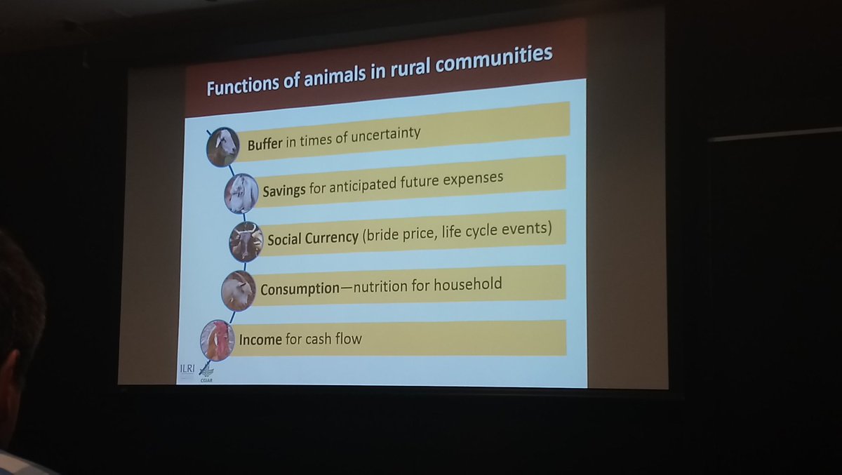 Enjoying Anne Muigai's presentation on the importance of sheep and goats to allow communities to survive challenges of climate change, particularly for women, and the potential of genetic improvement of these small ruminants. <a href="/ICAR_WCGALP2018/">ICAR, Interbull & WCGALP 2018</a> <a href="/ILRI/">ILRI.org</a>