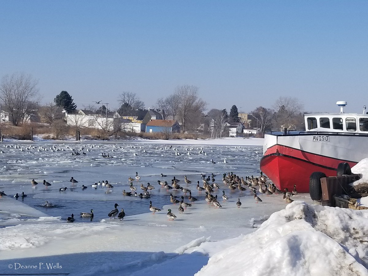 TwoRiversWiscon's tweet photo. #ValentinesDay on the East Twin in Two Rivers. #AvisJ #TwoRiversWI #EastTwinRiver #LakeMichigan #GreatLakes #CommercialFishing #Winter #Ice #TravelWI #DiscoverWI #ExploreWI #Snowday #Snow #Seagulls #Ducks #NaturePhotography #ThePhotoHour #StormHour #Wisconsin https://t.co/bARSWiBNuM
