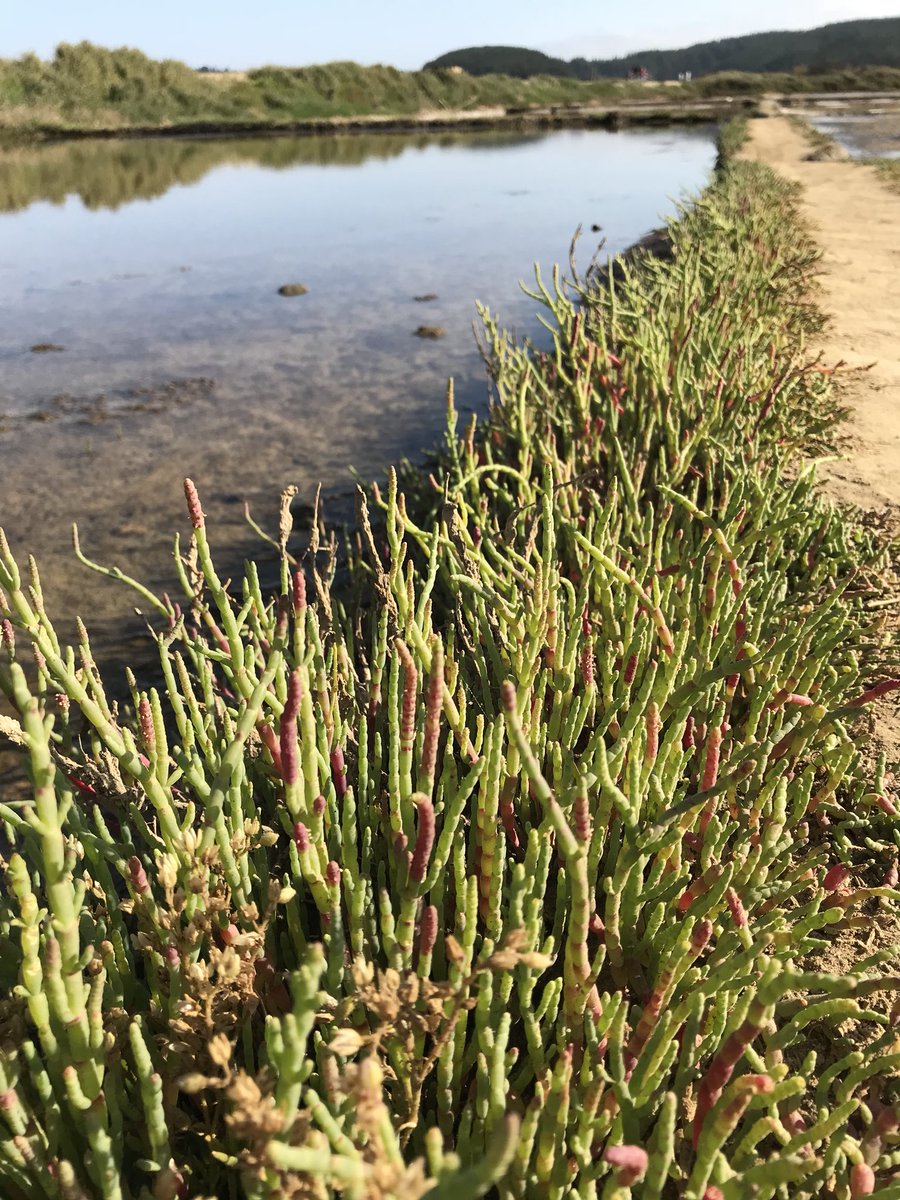 CristyAlvarezG's tweet image. En el paraíso de las #Salicornias y la #SaldeMar en Cáhuil. #MiPichilemuLindo!! 😍😍😃😃