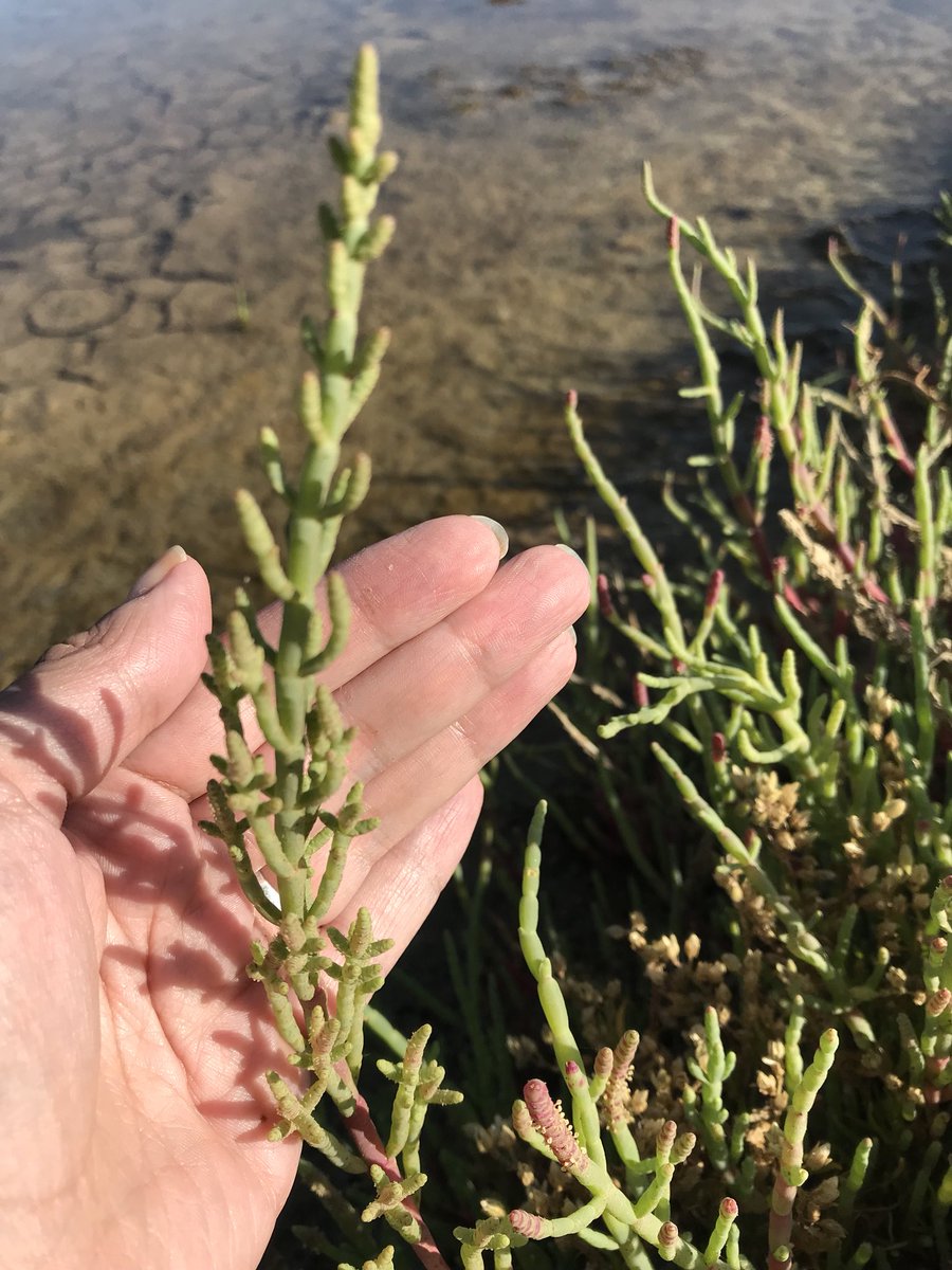 CristyAlvarezG's tweet image. En el paraíso de las #Salicornias y la #SaldeMar en Cáhuil. #MiPichilemuLindo!! 😍😍😃😃