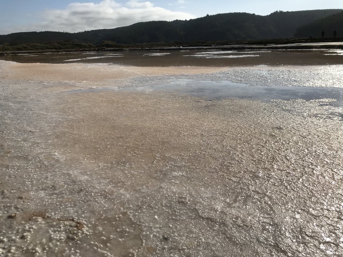 CristyAlvarezG's tweet image. En el paraíso de las #Salicornias y la #SaldeMar en Cáhuil. #MiPichilemuLindo!! 😍😍😃😃