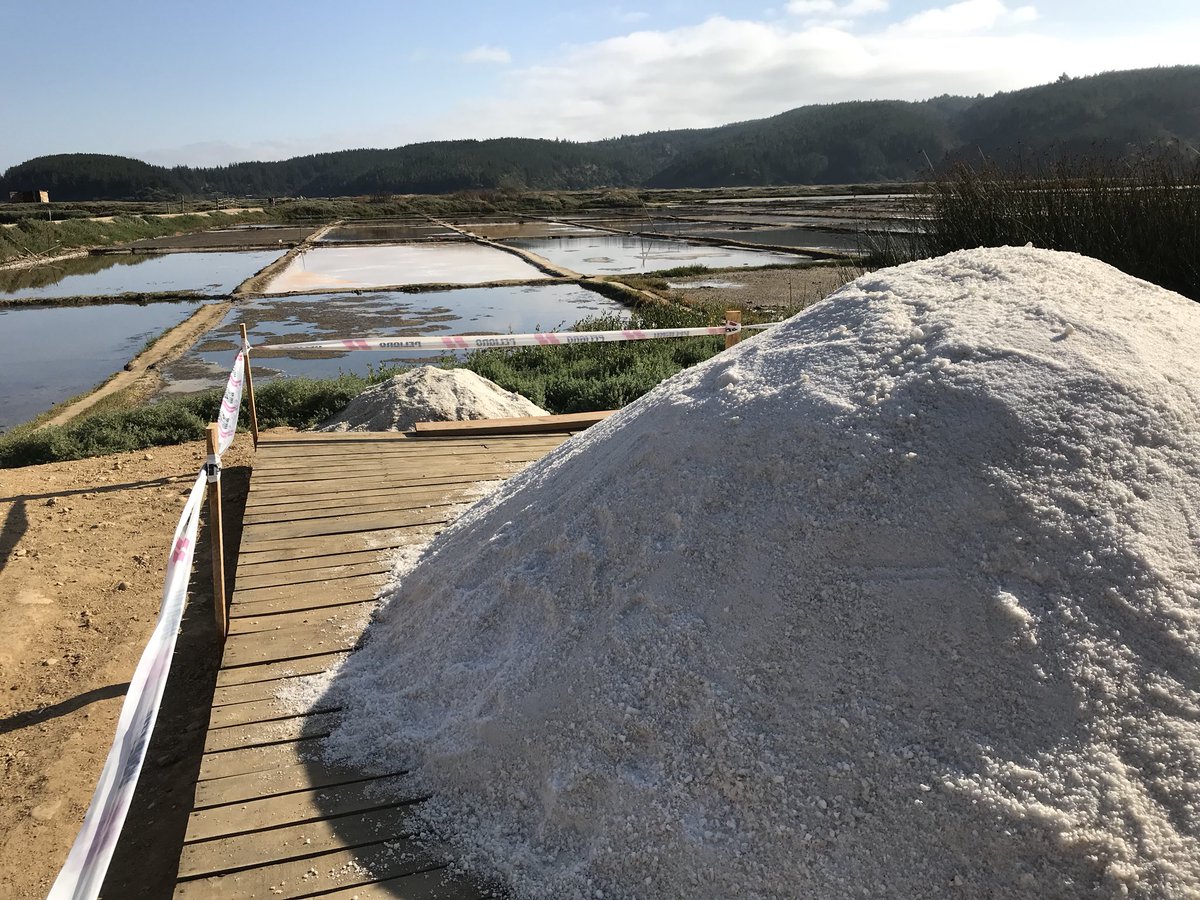 CristyAlvarezG's tweet image. En el paraíso de las #Salicornias y la #SaldeMar en Cáhuil. #MiPichilemuLindo!! 😍😍😃😃