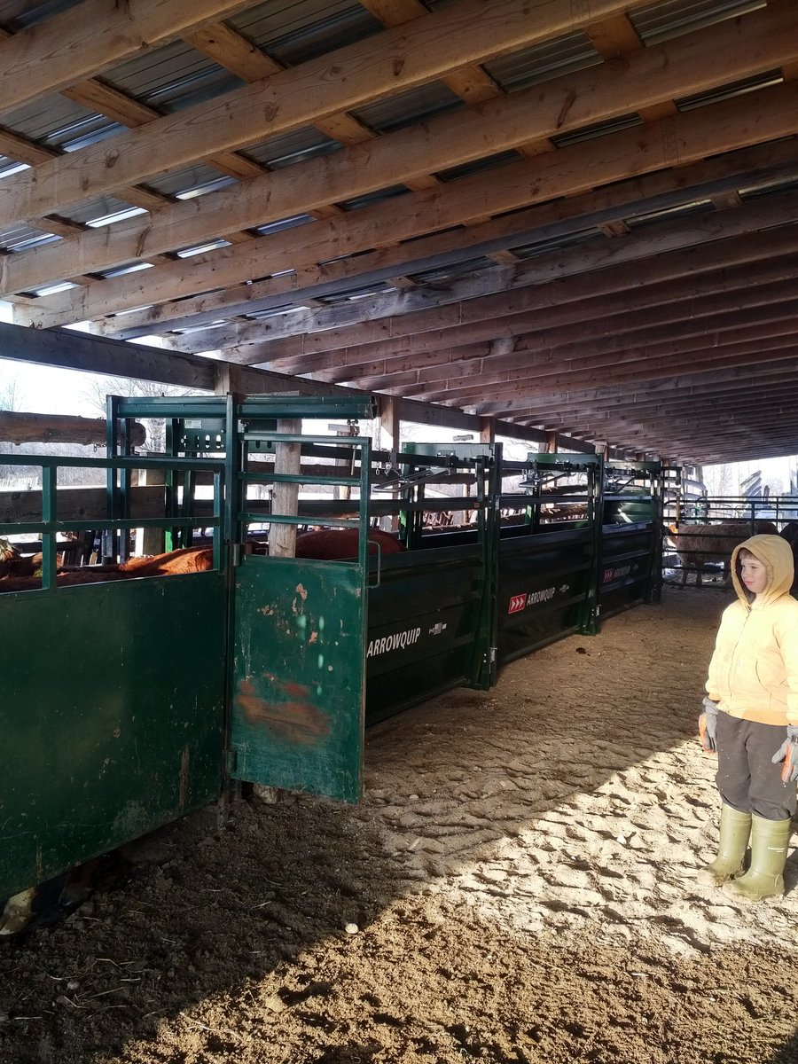 don_badour's tweet photo. Ran the first group of cattle through new Arrow Easy Flow Alleys and Bud Box today, both worked awesome! #lowstresscattlehandling #lessfighting #happierhelp @OntarioBeef @BrusselsAgriSrv @Arrowquip https://t.co/dYt6E4xJk7