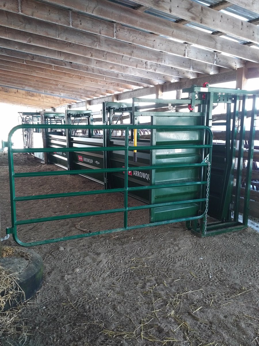 don_badour's tweet photo. Ran the first group of cattle through new Arrow Easy Flow Alleys and Bud Box today, both worked awesome! #lowstresscattlehandling #lessfighting #happierhelp @OntarioBeef @BrusselsAgriSrv @Arrowquip https://t.co/dYt6E4xJk7
