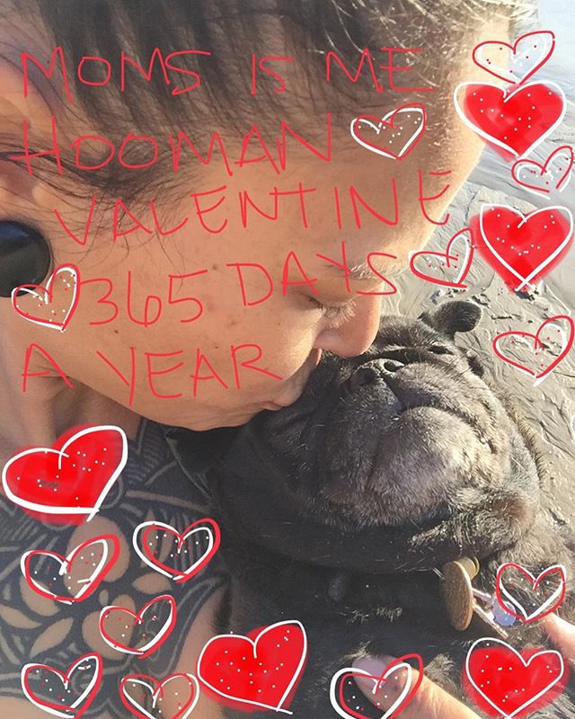 #forthelove❤️ #xoxo🤗😘 #pugsandhugs🐾🤗 #sergeantmajorofthesmushyfacearmy #scribblepugphotochallenge #blackpugoftheday🖤🐾 #allislove❤️