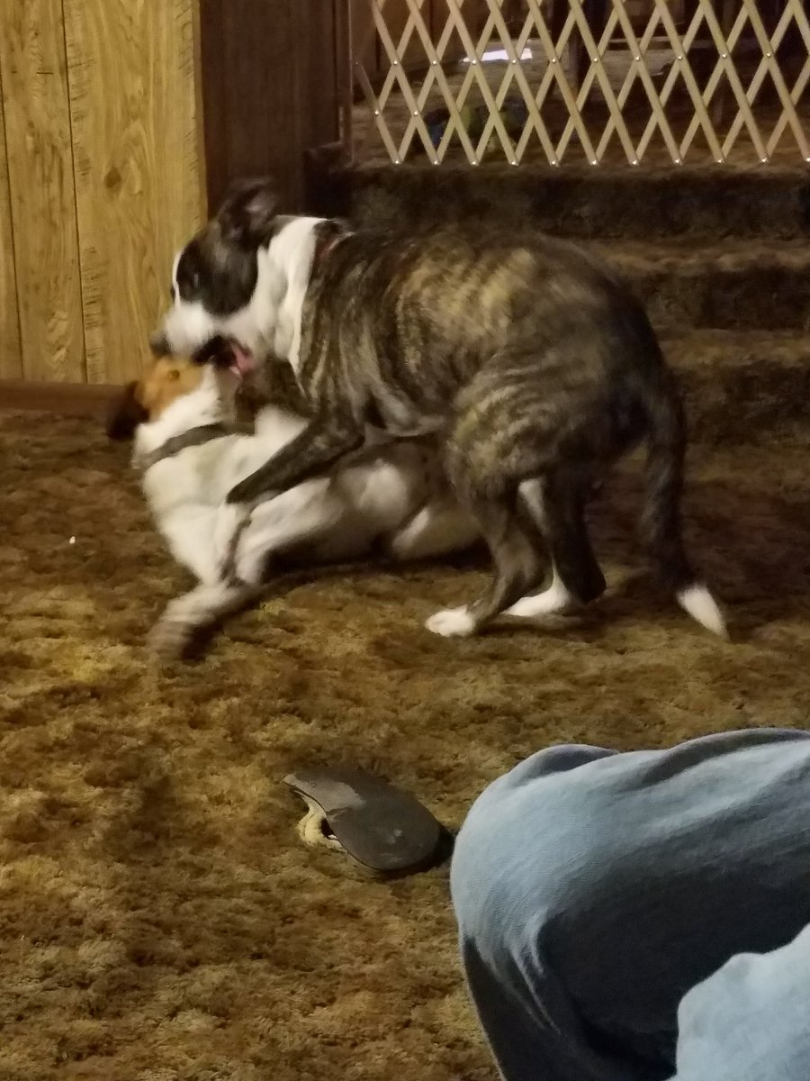 crazydoggielady's tweet photo. @dogcelebration It is Valentine's day & these boys are fighting over a dust cloth!!!
#furbabies #siblingrivals #NOLOVE #parenthood #lifeofadog https://t.co/O7jW2pgcvk
