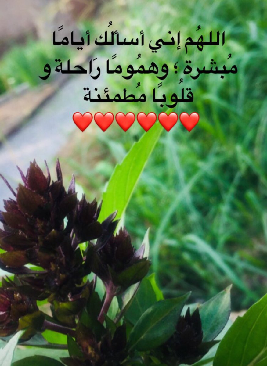 أم حووور tweet media