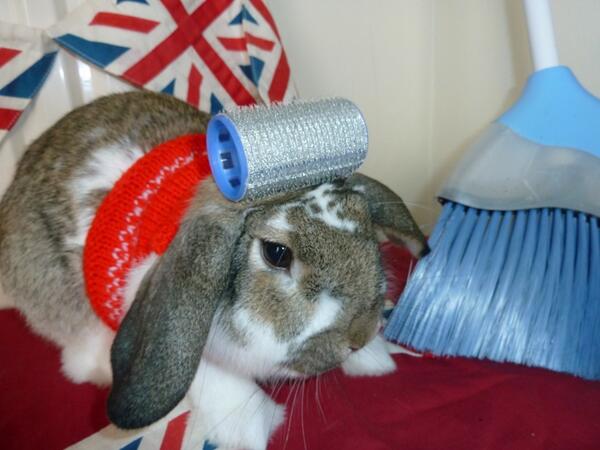 WidgeWatch's tweet photo. Golden memory #lovecurling #OlympicGames2018 #TeamGB #rabbit https://t.co/OrSDrACZ0g