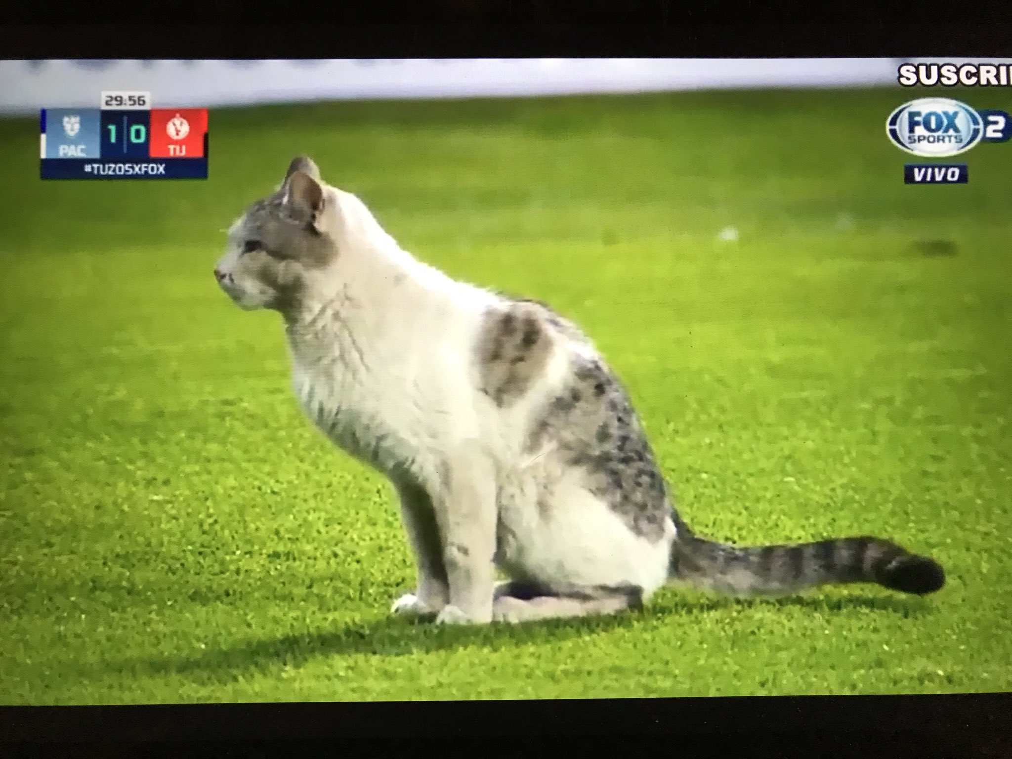 パチューカ Twitter Search Twitter