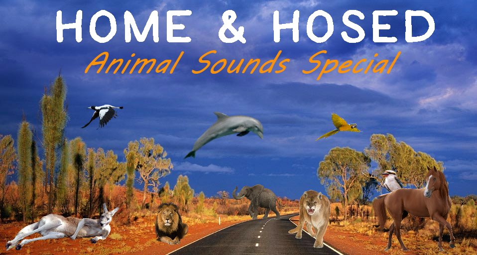 Home & Hosed tweet media