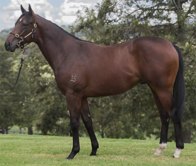 Stallion_Parade's tweet photo. 🔴⚫#PedigreePoints for the #PierroPlate. Featuring $1.3million dollar colt #Tchaikovsky... Read more: https://t.co/PIzn6YuaLb https://t.co/uW0WcfZOme