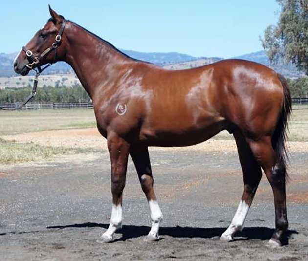Stallion_Parade's tweet photo. 🔴⚫#PedigreePoints for the #PierroPlate. Featuring $1.3million dollar colt #Tchaikovsky... Read more: https://t.co/PIzn6YuaLb https://t.co/uW0WcfZOme