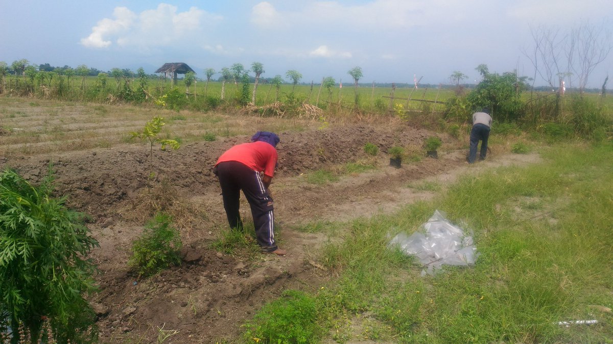 Organiponik's tweet photo. Proses pengolahan lahan😍 untuk tanam serentak jejaring indonesia berkebun @idberkebun , semangat ya pak bpak cangkul...💪 @bwangiberkebun
Kira-kira mau ditanami apa ya besok😋,,,
#organiponikagrofarm #bwiberkebun #idberkebun #tanamserentakidb https://t.co/7StSTn7RlG
