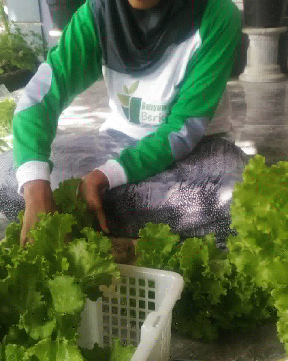 Organiponik's tweet photo. Alhamdulillah... panen😍30kg selada junction. @idberkebun , @bwangiberkebun
#organiponikagrofarm #bwiberkebun #idberkebun #tanamserentakidb #banyuwangiberkebun #banyuwangi https://t.co/3rWuoiM0Vt