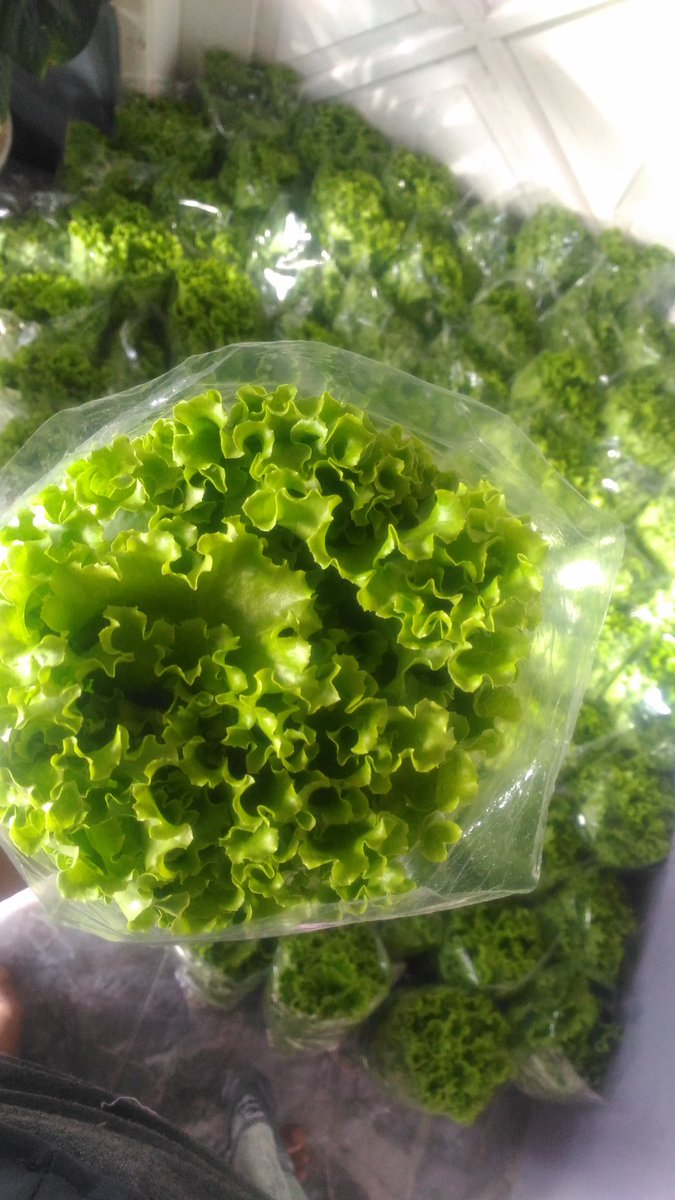 Organiponik's tweet photo. Alhamdulillah... panen😍30kg selada junction. @idberkebun , @bwangiberkebun
#organiponikagrofarm #bwiberkebun #idberkebun #tanamserentakidb #banyuwangiberkebun #banyuwangi https://t.co/3rWuoiM0Vt