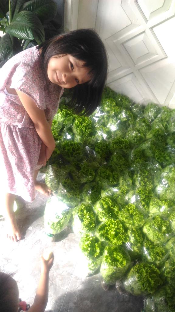 Organiponik's tweet photo. Alhamdulillah... panen😍30kg selada junction. @idberkebun , @bwangiberkebun
#organiponikagrofarm #bwiberkebun #idberkebun #tanamserentakidb #banyuwangiberkebun #banyuwangi https://t.co/3rWuoiM0Vt