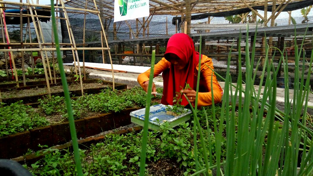 Organiponik's tweet photo. @bwangiberkebun stek daun mint. Untuk persiapan benih tanam serentak @idberkebun
#organiponikagrofarm #bwiberkebun #idberkebun #tanamserentakidb #watukebobwangiberkebun https://t.co/jdRlnArjB1