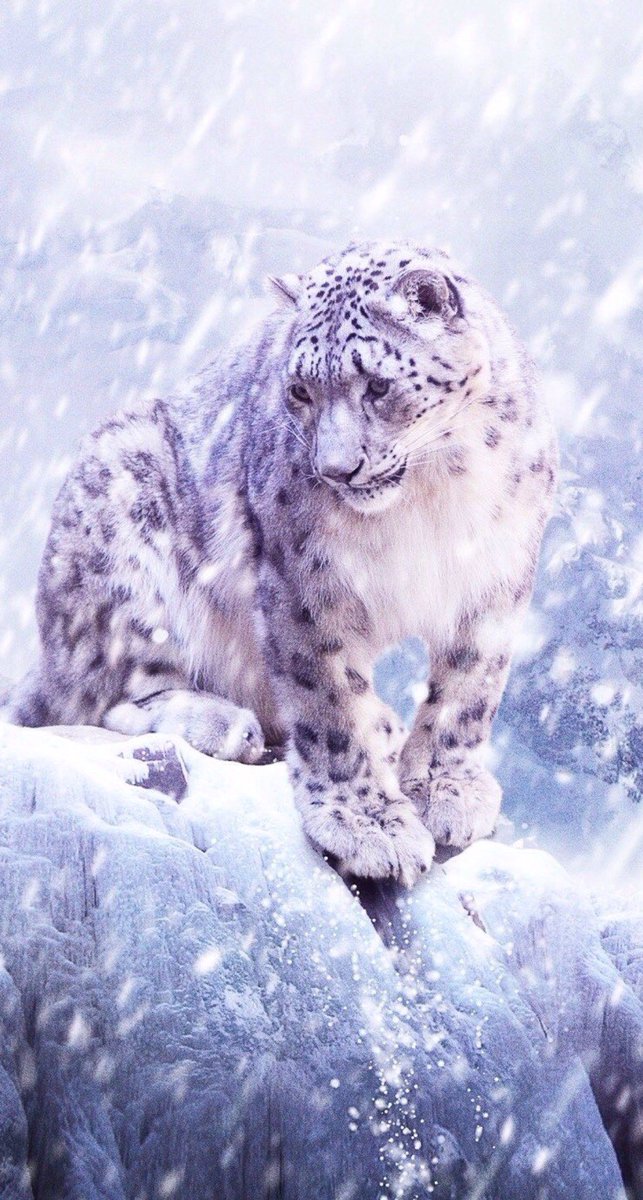 lustrousdestiny's tweet photo. ʚ ── ; 
               ⌜ ʜᴏᴍᴜʀᴀ. ⌝ 

   × ᴏᴄ. 
   × ʟɪᴛ|ᴍᴠʀᴘ|ᴘᴏᴛᴇɴᴛɪᴀʟ ɴsғᴡ. 
   × sʜɪᴘs ᴡ/ ᴄʜᴇᴍ. 
   × ᴘᴇɴɴᴇᴅ ʙʏ: #ᴀʀᴛᴇᴍɪs. 
               ↱ ʀɪsᴇ ᴏꜰ ᴛʜᴇ sɴᴏᴡ ʟᴇᴏᴘᴀʀᴅ。⠀⠀ ⠀
⠀⠀⠀⠀ ⠀                 ⋮ ↻ ﹠ ♡ ⋮⠀⠀⠀⠀⠀⠀ https://t.co/CzHMaIvzxP