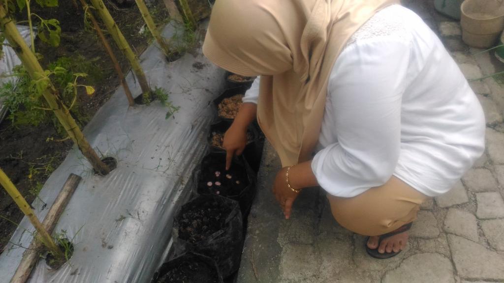 Organiponik's tweet photo. @bwangiberkebun. Bawang merah😍🌱 @IDberkebun 
#organiponikagrofarm #bwiberkebun #idberkebun #tanamserentakidb #watukebobwangiberkebun https://t.co/ONI4JsHJmO